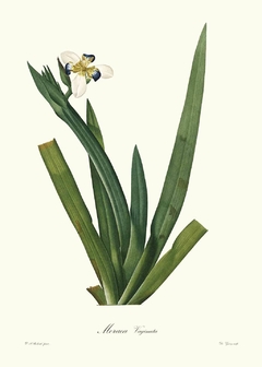 Moraea Vaginata - Pierre Joseph Redouté