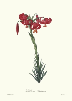 Lillium Pomponium - Pierre Joseph Redouté