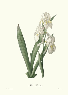 Gravura Flores Redoute Iris