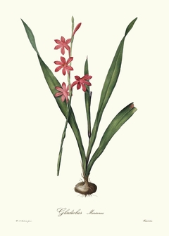 Gladiolus Merianus - Pierre Joseph Redouté