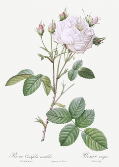 Rosa Centifolia Mutabilis - Pierre Joseph Redouté