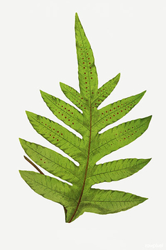 Polypodium Lepidopodum - Lowe - comprar online