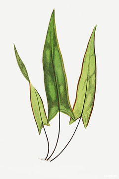 Doryopteris Sagittaefolia - Lowe