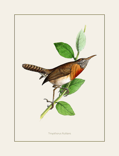 gravura de pássaros clássicos
