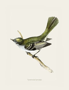 Gravura Pássaros - Tyrannula Caniceps