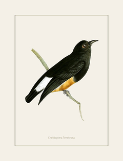 Gravura Pássaros - Chelidoptera Tenebrosa - comprar online