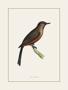 gravura de pássaros brasileiros