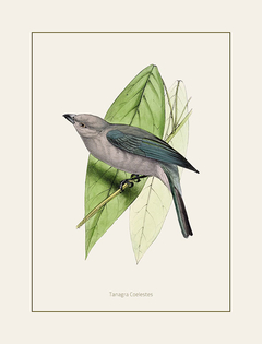 Gravura Pássaros - Tanagra Coelestes