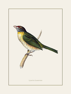 Gravura Pássaros - Cyclarhis Guianenses