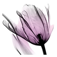 Illuminated Tulip - Albert Koetsier