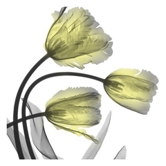 Glorious Tulips - Albert Koetsier - comprar online