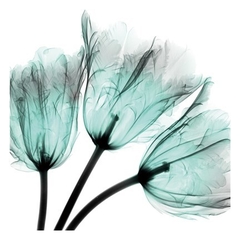 gravura flores tulipa raio X