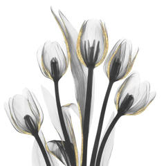 gravura tulips em tons pastel
