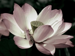 The Blossom - Andy Neuwirth