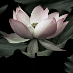 The Lotus I - Andy Neuwirth