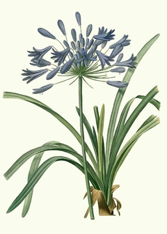 AGAPANTHUS UMBELLATUS VAR - PIERRE JOSEPH REDOUTÉ