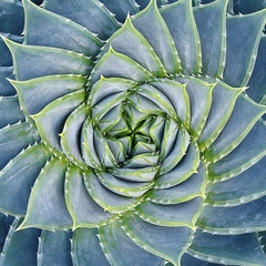 Spiral Succulent- Jan Bell