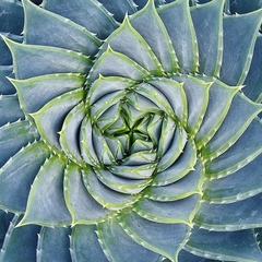 Spiral Succulent- Jan Bell - comprar online