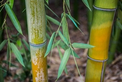 gravura de bambus para quadro