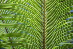 Fotografia de Folhas de palmeira
