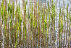 gravura cana de açúcar