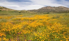 Foto paisagem flores do campo