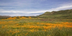 Spring Vista with Wildflowers - Barbara Markoff