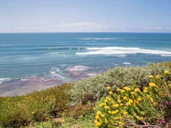 Surf and Protea, Encinitas - Barbara Markoff - comprar online