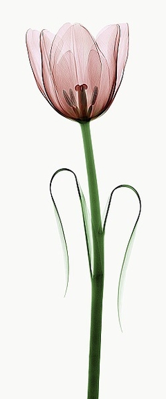 Tulip I - Robert Coop - comprar online