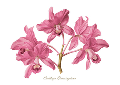 Gravura Orquídea - Cattleya Bowringiana