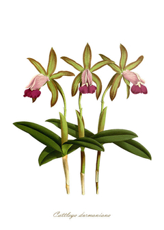 Gravura Orquídea - Cattleya Dormaninana