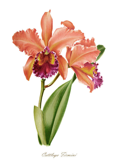 poster de orquídeas