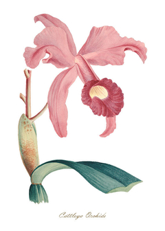 gravura orquídeas