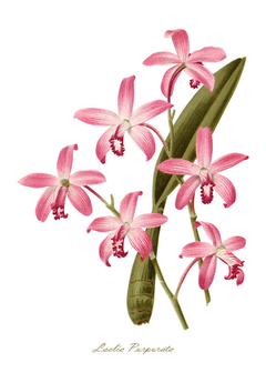 gravura orquídea