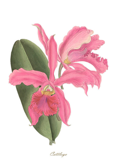 quadro orquídea