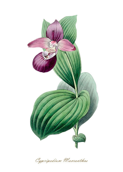 poster com orquídea
