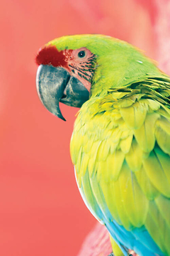 Green Macaw - Danita Delimont