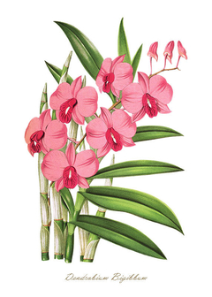 gravura flores orquídeas