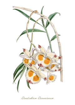 gravura orquídeas brancas