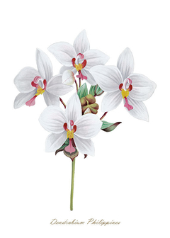 Gravura Orquídea - Dendrobium Philippines - comprar online