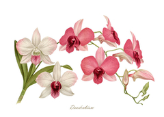 Gravura Orquídea - Dendrobium