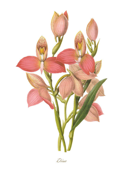 gravura com orquídeas