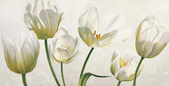 Gravura flores tulipa branca