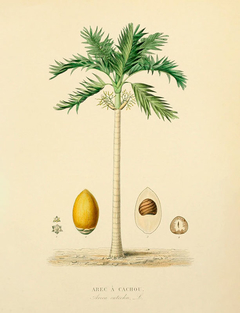 Gravura Palmeiras Areca catechu