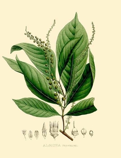 Alsodea Racemosa - Maximiliani Josephi I