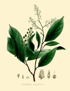 Alsodea Paniculata - Maximiliani Josephi I - comprar online