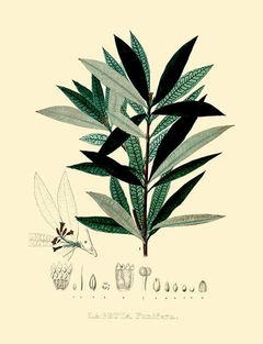 gravura botanica para quadro