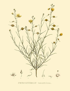 Physostemdn Tenuifolium - Maximiliani Josephi I