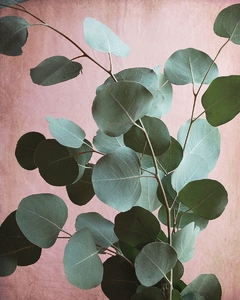 Sage Eucalyptus No. 1 - Lupen Grainne - comprar online