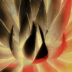 Aloe in the Sun III - Ryan Hartson-Weddle - comprar online